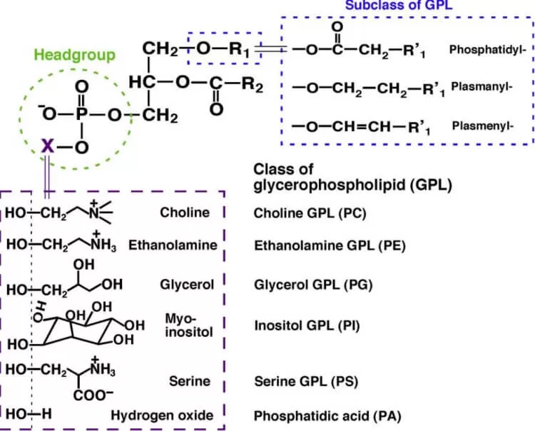 Summary of classes, subclasses, and molecular species in glycerophospho